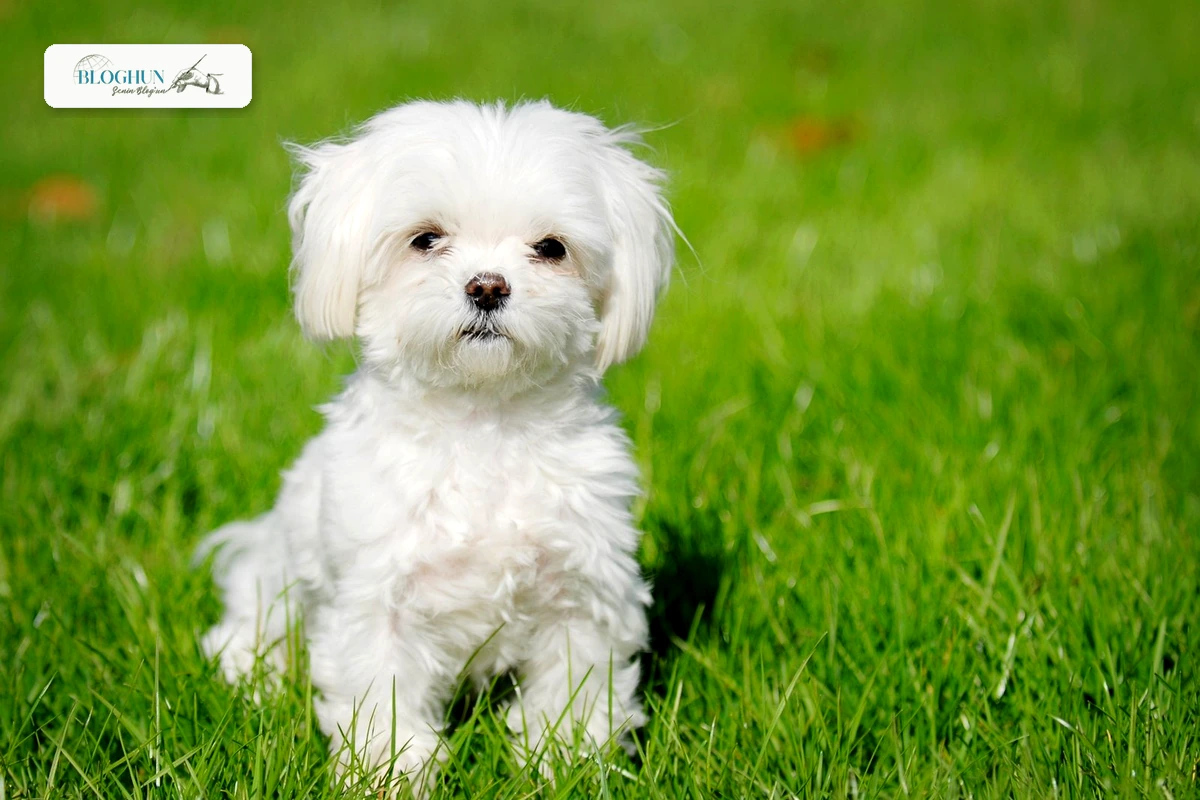 Evde Köpek Beslemek Caiz Midir